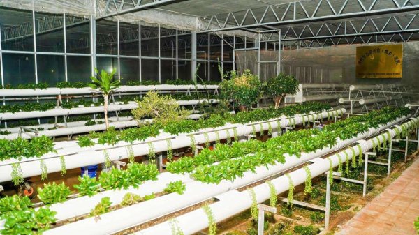 9688策略宝 “青岛农品”点亮城市新“丰景”