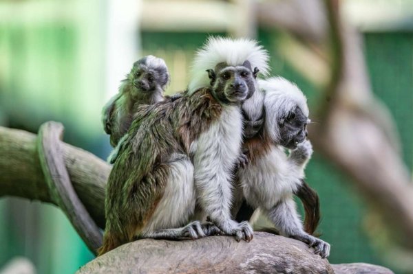 华亿配资 广东清远首对棉顶绒猴双胞胎迎来首展